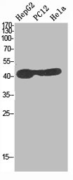 Western Blot analysis of HepG2 PC12 HELA cells using MEK-1/2 Polyclonal Antibody