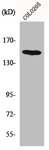 Western Blot analysis of COLO205 cells using MINK1 Polyclonal Antibody