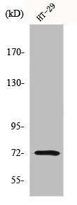 Western Blot analysis of HT29 cells using MMP-2 Polyclonal Antibody Western Blot analysis of HT29 cells using MMP-2 Polyclonal Antibody