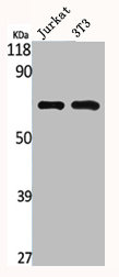 Western Blot analysis of Jurkat NIH-3T3 cells using MMP-2 Polyclonal Antibody