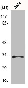 Western Blot analysis of MCF7 cells using MRP-L15 Polyclonal Antibody