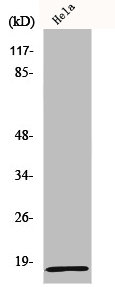 Western Blot analysis of COLO205 cells using MRP-L20 Polyclonal Antibody