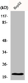 Western Blot analysis of HepG2 cells using MRP-L41 Polyclonal Antibody