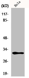 Western Blot analysis of HeLa cells using MRP-L46 Polyclonal Antibody