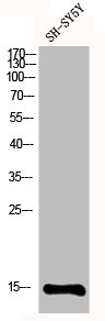 Western Blot analysis of SH-SY5Y cells using MRP-S12 Polyclonal Antibody