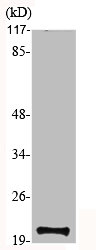 Western Blot analysis of various cells using MRP-S12 Polyclonal Antibody