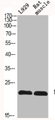 Western Blot analysis of L929 RAT-MUSLCE cells using N/H/K-Ras Polyclonal Antibody
