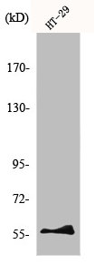 Western Blot analysis of RAW264.7 cells using NAB2 Polyclonal Antibody