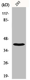 Western Blot analysis of 293 cells using NBPF1/9/10/12/14/15/16/20 Polyclonal Antibody Western Blot analysis of 293 cells using NBPF1/9/10/12/14/15/16/20 Polyclonal Antibody