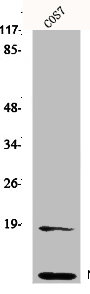 Western Blot analysis of HepG2 cells using Neddylin Polyclonal Antibody Western Blot analysis of HepG2 cells using Neddylin Polyclonal Antibody