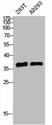 CSB-PA003492