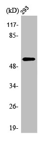 Western Blotting(WB) 1- TNFRSF11B Antibody