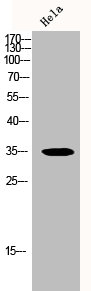 Western Blot analysis of HeLa cells using p53RFP Polyclonal Antibody