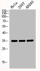 Western Blot analysis of RAT-MUSCLE HELA 293T AD293 cells using p53RFP Polyclonal Antibody