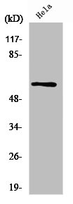 Western Blot analysis of HeLa cells using Pdcd-4 Polyclonal Antibody