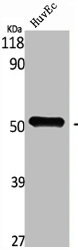 Western Blot analysis of HuvEc cells using PDK1 Polyclonal Antibody