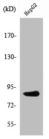 Western Blot analysis of HuvEc cells using PDXDC1 Polyclonal Antibody