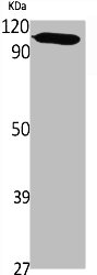Western Blot analysis of various cells using PMS1 Polyclonal Antibody