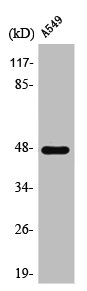 Western Blot analysis of A549 cells using PSK-H1 Polyclonal Antibody