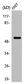 Western Blotting(WB) 1- PTPN1 Antibody