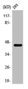 Western Blot analysis of 293 cells using Ptx3 Polyclonal Antibody