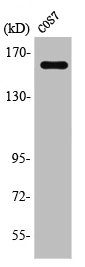 Western Blot analysis of COS7 cells using Rab 3 GAP p150 Polyclonal Antibody