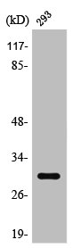 Western Blot analysis of 293 cells using Rab 34 Polyclonal Antibody