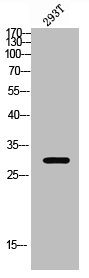 Western blot analysis of 293T lysis using Rab 34 antibody.