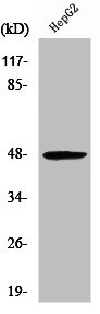 Western Blot analysis of 293 cells using RAGE Polyclonal Antibody