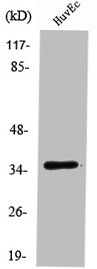 Western Blot analysis of HuvEc cells using RECS1 Polyclonal Antibody