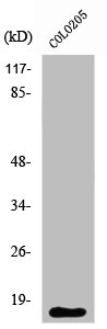 Western Blot analysis of COLO205 cells using Ribosomal Protein L27A Polyclonal Antibody
