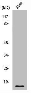 Western Blot analysis of COLO205 cells using Ribosomal Protein L28 Polyclonal Antibody