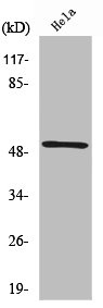 Western Blot analysis of HeLa cells using RSAD1 Polyclonal Antibody