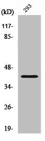 Western Blotting(WB) 1- SAE1 Antibody