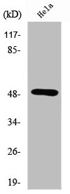 Western Blot analysis of HeLa cells using Septin 8 Polyclonal Antibody
