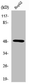 Western Blot analysis of HepG2 cells using Serinc1 Polyclonal Antibody