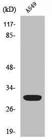 Western Blot analysis of HeLa cells using Siah-1/2 Polyclonal Antibody