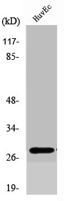 Western Blot analysis of COLO205 cells using Six3/6 Polyclonal Antibody