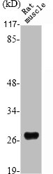 Western Blot analysis of RAT-MUSCLE cells using Six3/6 Polyclonal Antibody