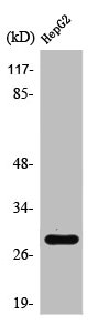 Western Blot analysis of HeLa cells using Spi-C Polyclonal Antibody Western Blot analysis of HeLa cells using Spi-C Polyclonal Antibody