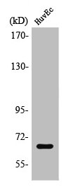 Western Blot analysis of Jurkat cells using TBX15/18 Polyclonal Antibody