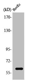 Western Blot analysis of HuvEc cells using TCF-4/12 Polyclonal Antibody Western Blot analysis of HuvEc cells using TCF-4/12 Polyclonal Antibody