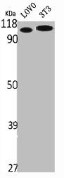 Western Blot analysis of LOVO NIH-3T3 cells using TFIIIC102 Polyclonal Antibody
