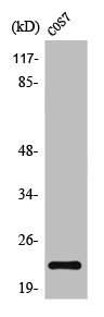 Western Blot analysis of COS7 cells using TNF-beta Polyclonal Antibody