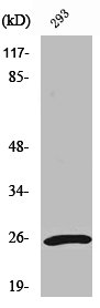 Western Blot analysis of 293 cells using UCH-L1 Polyclonal Antibody Western Blot analysis of 293 cells using UCH-L1 Polyclonal Antibody