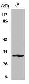 Western Blot analysis of 293 cells using XRCC2 Polyclonal Antibody