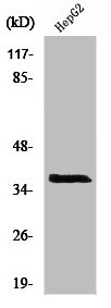 Western Blot analysis of HepG2 cells using XRCC3 Polyclonal Antibody Western Blot analysis of HepG2 cells using XRCC3 Polyclonal Antibody
