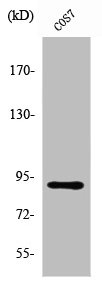 Western Blot analysis of COS7 cells using ZC3H11A Polyclonal Antibody Western Blot analysis of COS7 cells using ZC3H11A Polyclonal Antibody