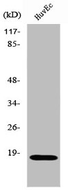 Western Blot analysis of HuvEc cells using ZNHIT1 Polyclonal Antibody