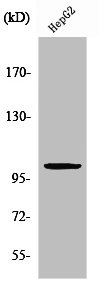 Western Blot analysis of HepG2 cells using ZZZ3 Polyclonal Antibody Western Blot analysis of HepG2 cells using ZZZ3 Polyclonal Antibody